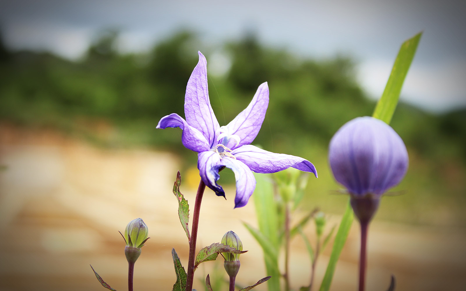 Bild einer Blume